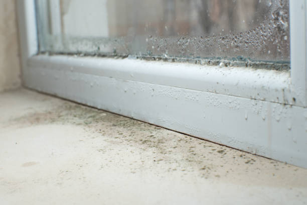 Why You Should Choose Our Mold Remediation Services in Byrnes Mill, MO